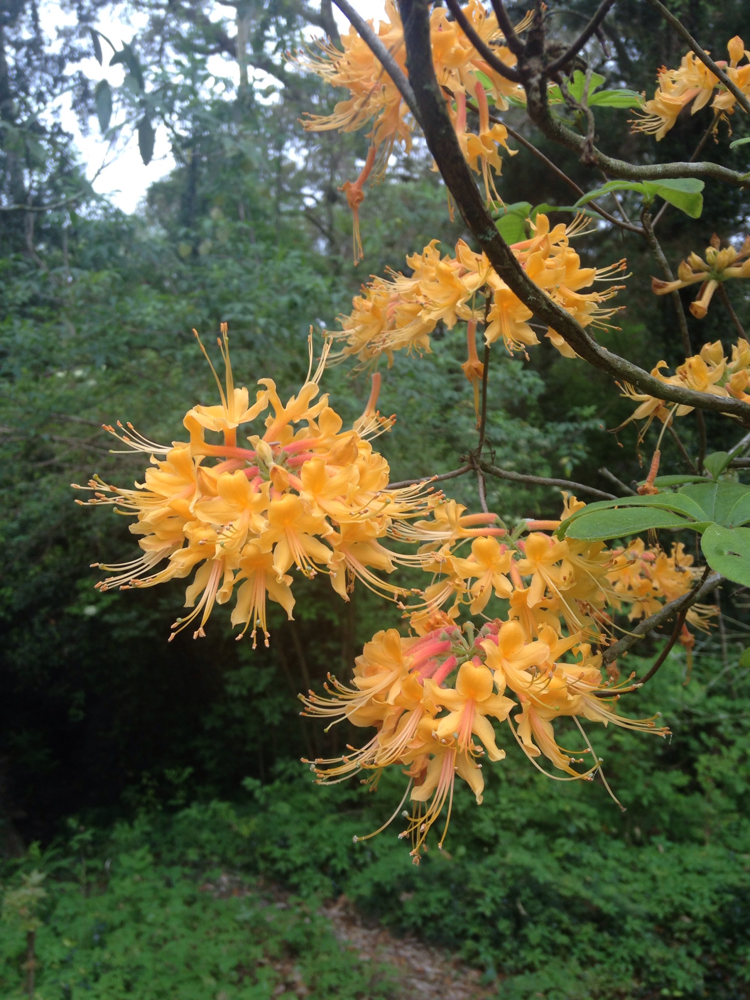Azaleas herald arrival of Louisiana spring